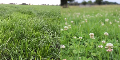 poor vs Good clover content on farm copy.jpg