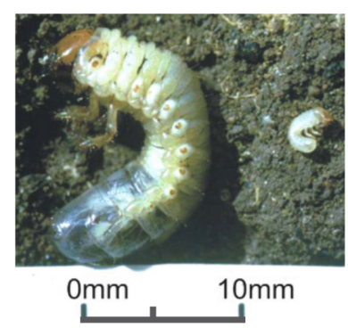 BB larvae