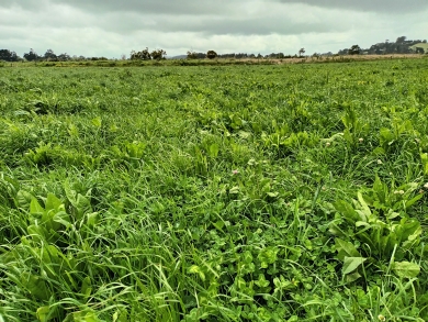 Alternative pasture mix in a wet summer