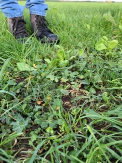 #7--weeds-slowly-taking-over-.jpg