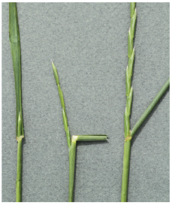 Pg 115 - Ryegrass heading dates - Heading dates of Barnbrug ryegrasses - photo.png