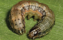 FA larvae grow to 30-36mm
