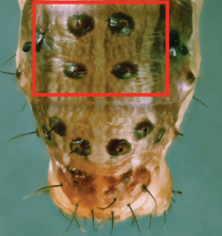 and have a distinctive square group of four spots in a square on their second to last segment.