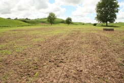 Cutworm-pasture-damage