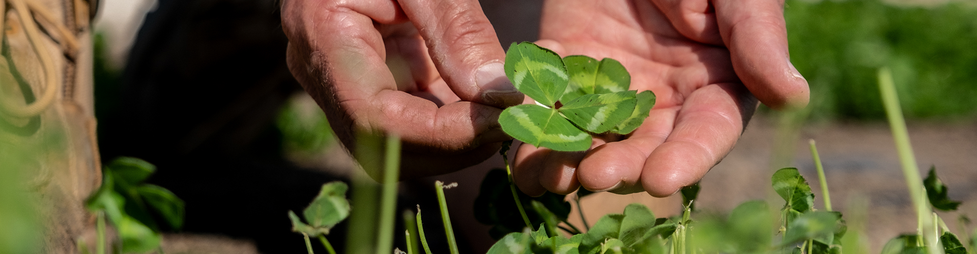 Clover Breeding