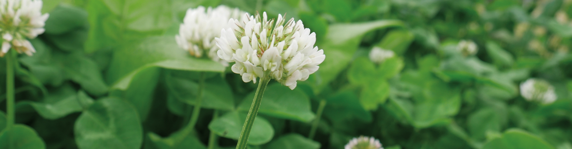 Ag_Product Header_ProtaWhite2_0.jpg