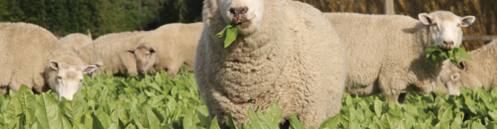 pg 61 - Chicory 501 - Photo 2.png