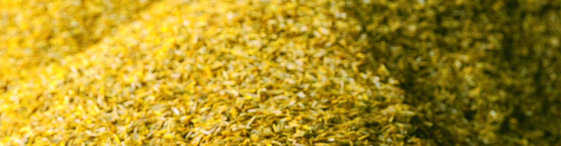 Agricote seed