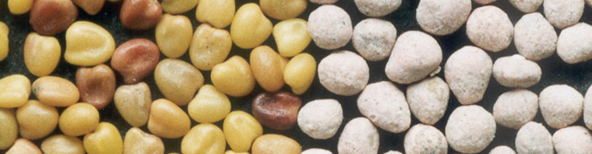 Bare white clover seed, left, compared with coated seed.