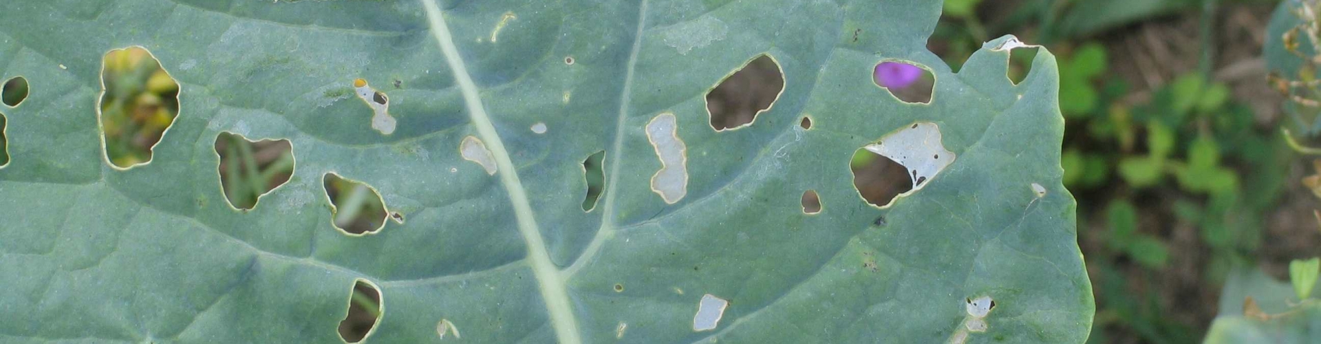 Diamond Back Moth_Kale 3 header