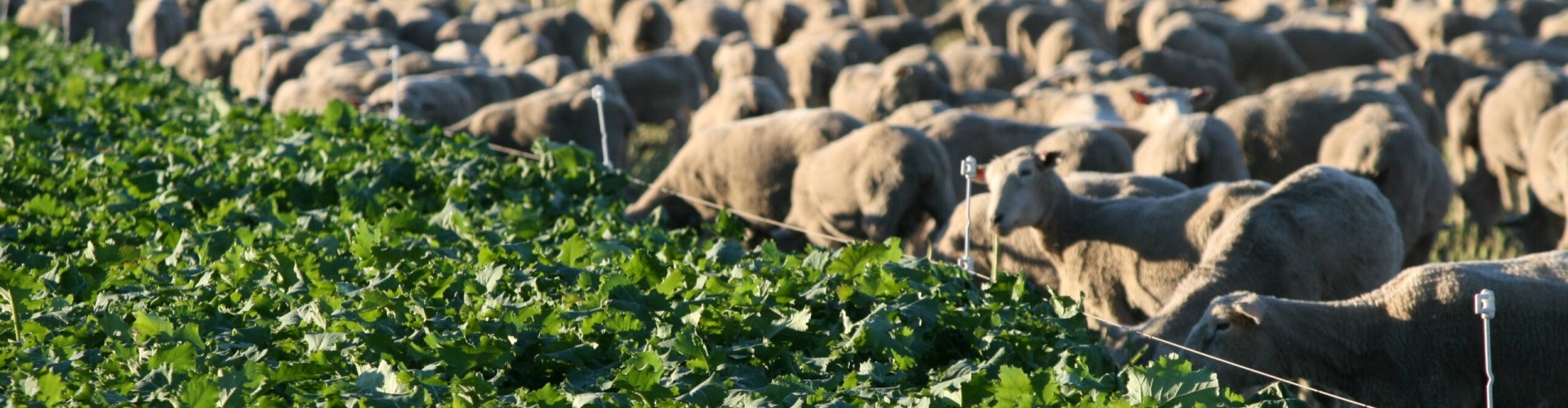 Ewe-hoggets-on-winter-crop-Canterbury-scaled.jpg