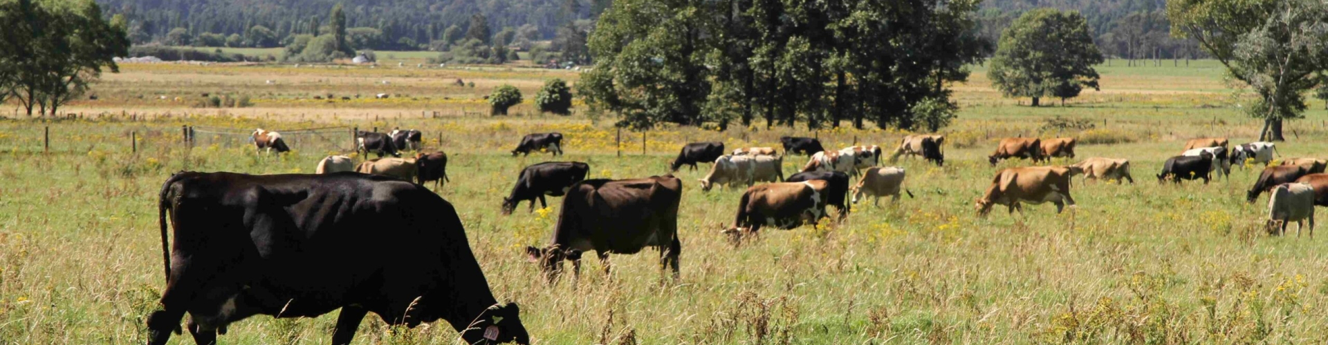 Poor-dairy-pasture_West-Coast-4-scaled.jpg