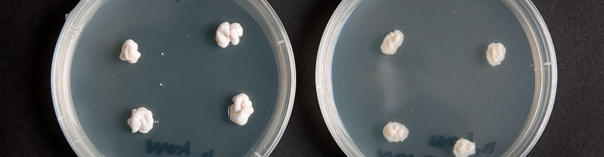 endophyte in agar jar