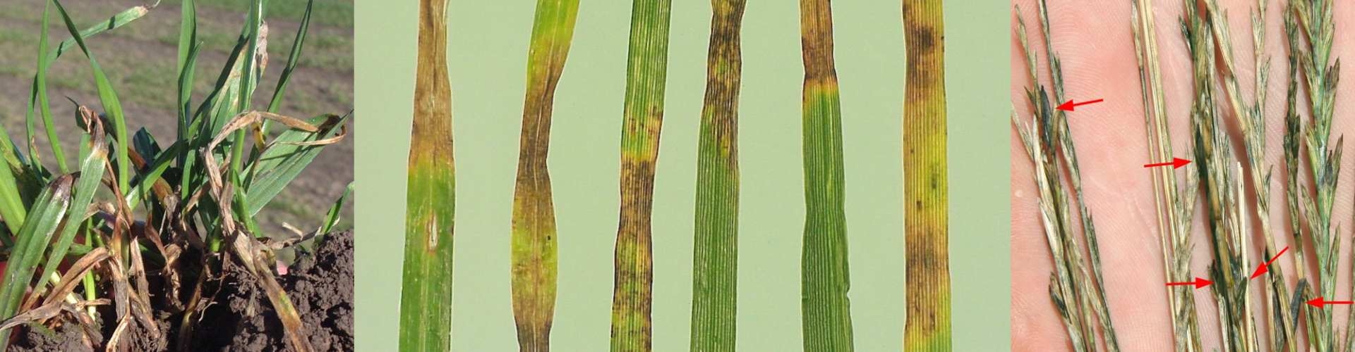 Grass diseases header