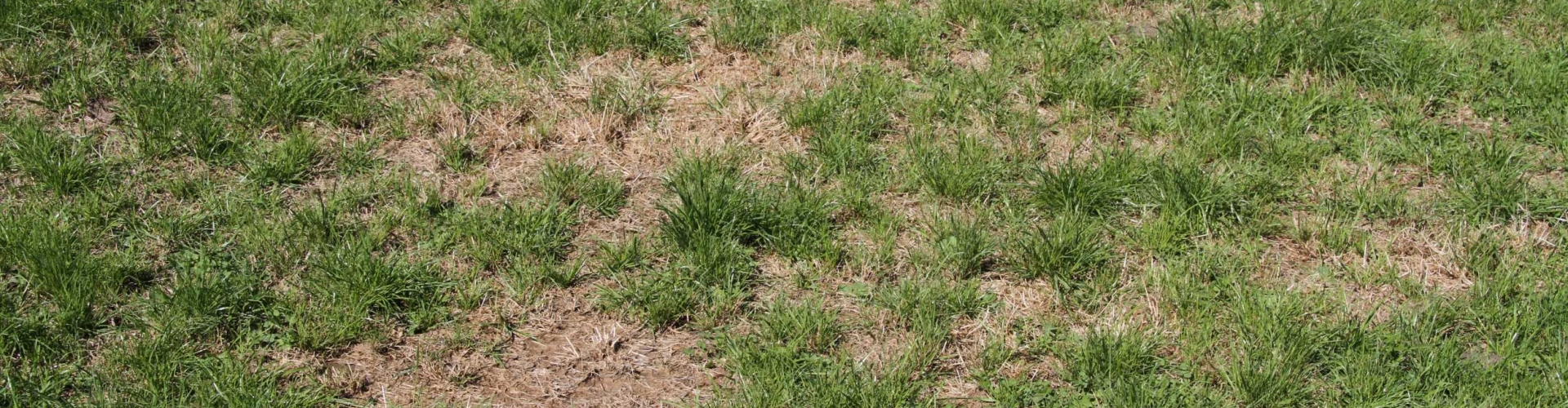 Open-pasture_ideal-for-undersowing_Michael-Shearer_Grubout-paddock_20-Feb15-2.jpg