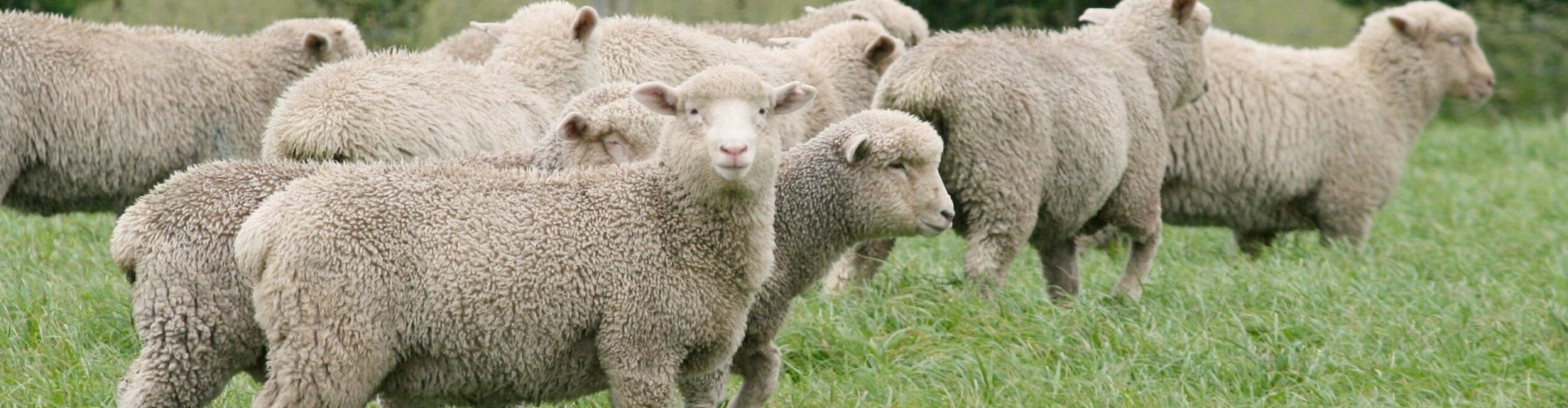 P-124-Finishing-lambs-3-scaled.jpg