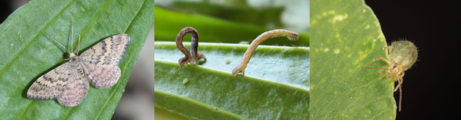 Pasture pest header
