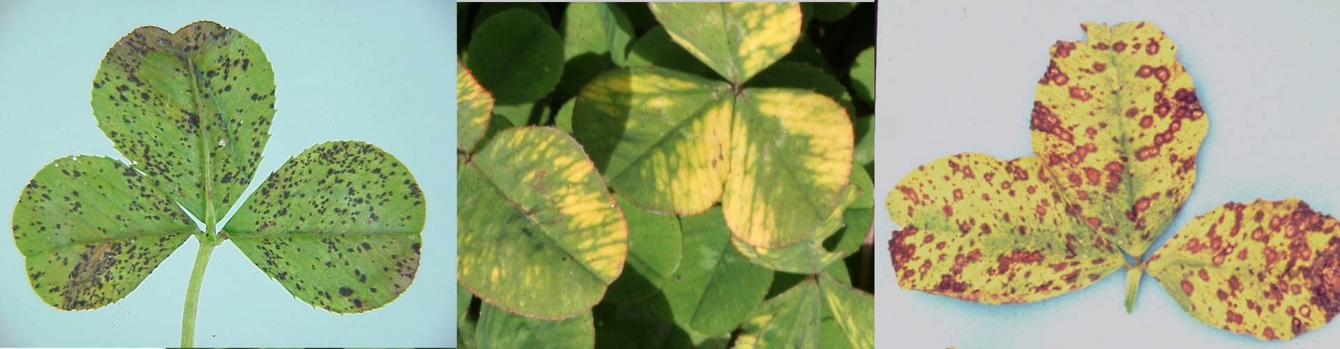 White clover diseases header sm