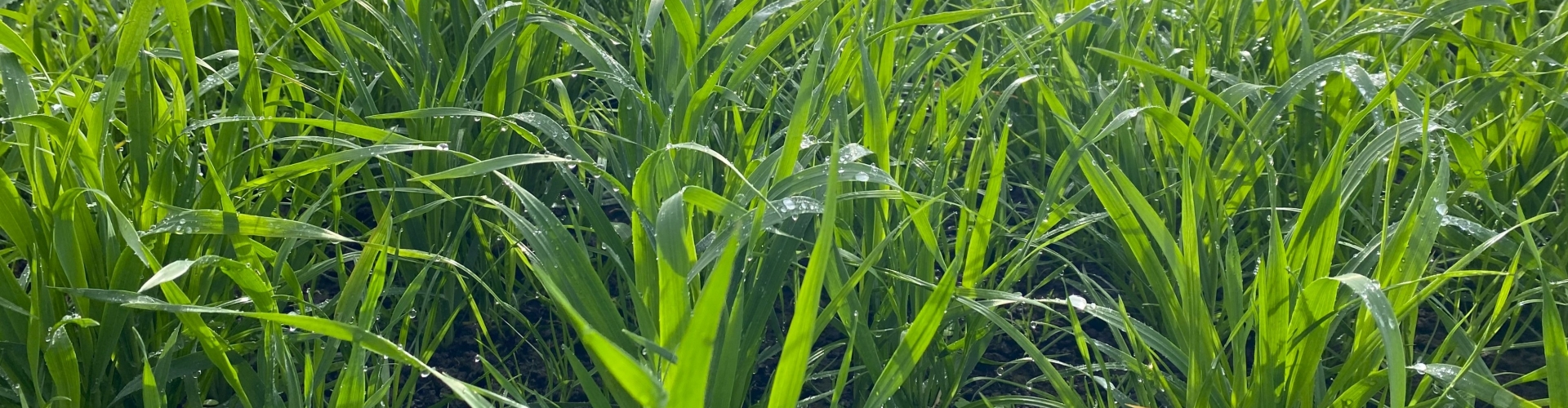 Catchcrop+