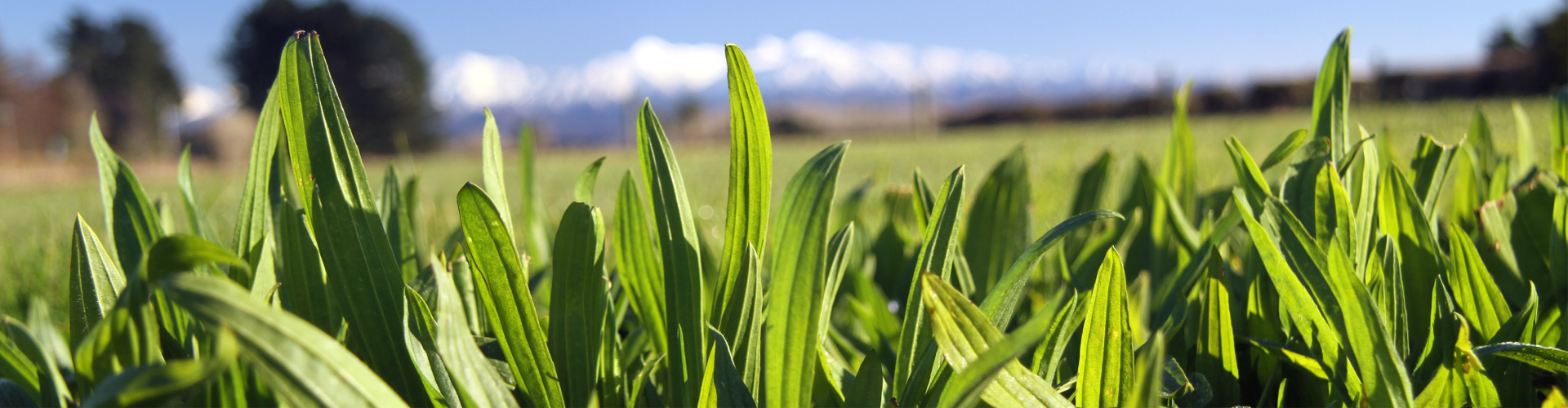 Captain Plantain Banner