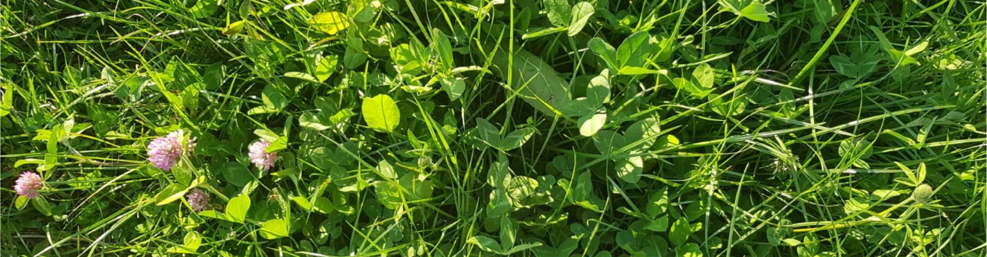 Diverse pasture mix