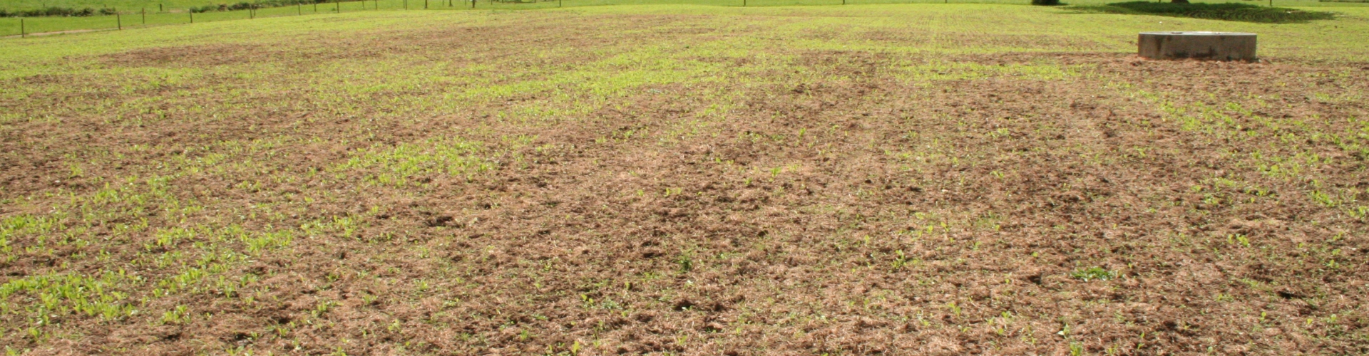 Cutworm-pasture-damage