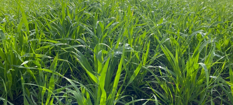 Catchcrop+