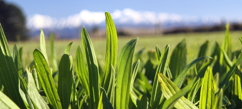 Captain Plantain Banner