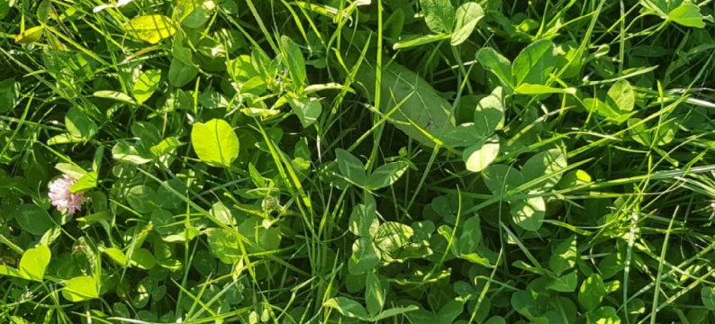 Diverse pasture mix