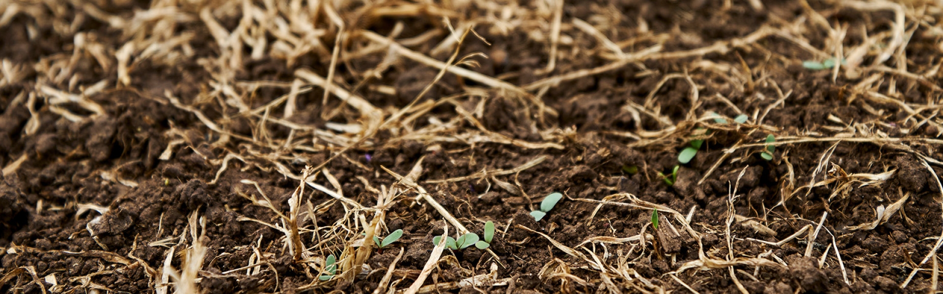 Pasture Reno