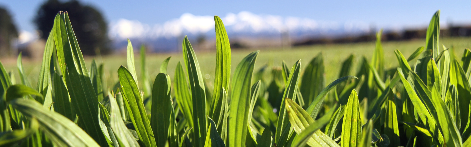 Captain Plantain Banner