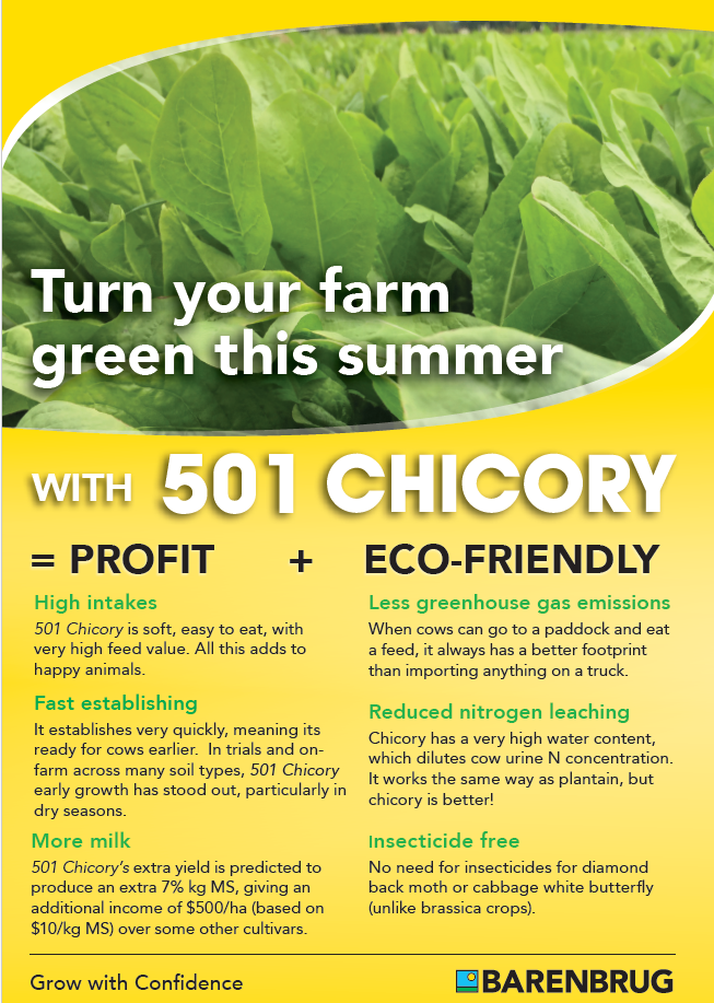 Chicory flyer NI 2025