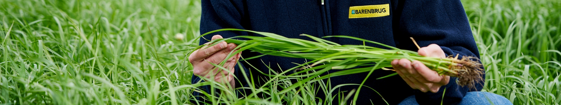 endophyte header