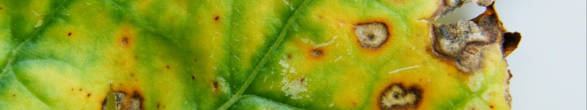 Fodder-beet-diseases-Alternaria-sp-scaled.jpg