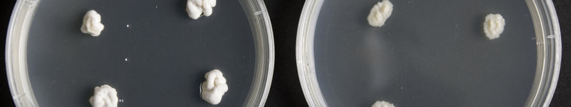 NEA2 Endophyte fugus outside of ryegrass on an agar plate (1).jpg