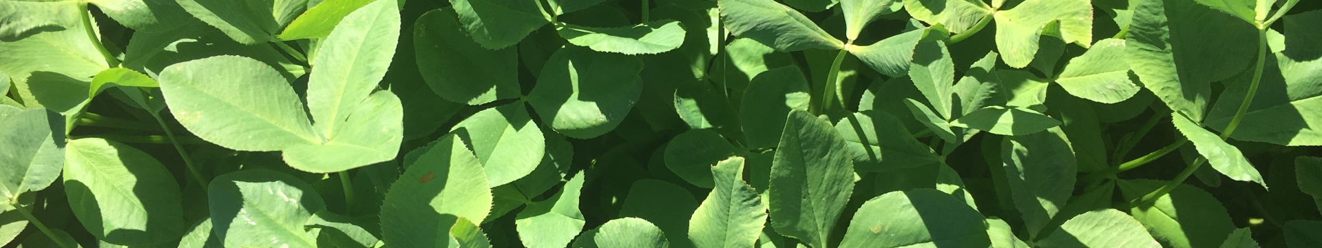 Laser - Persian Clover
