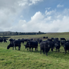 Bale-grazed beef (2).png