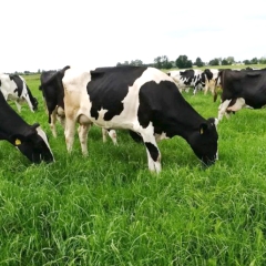Cows.jpg